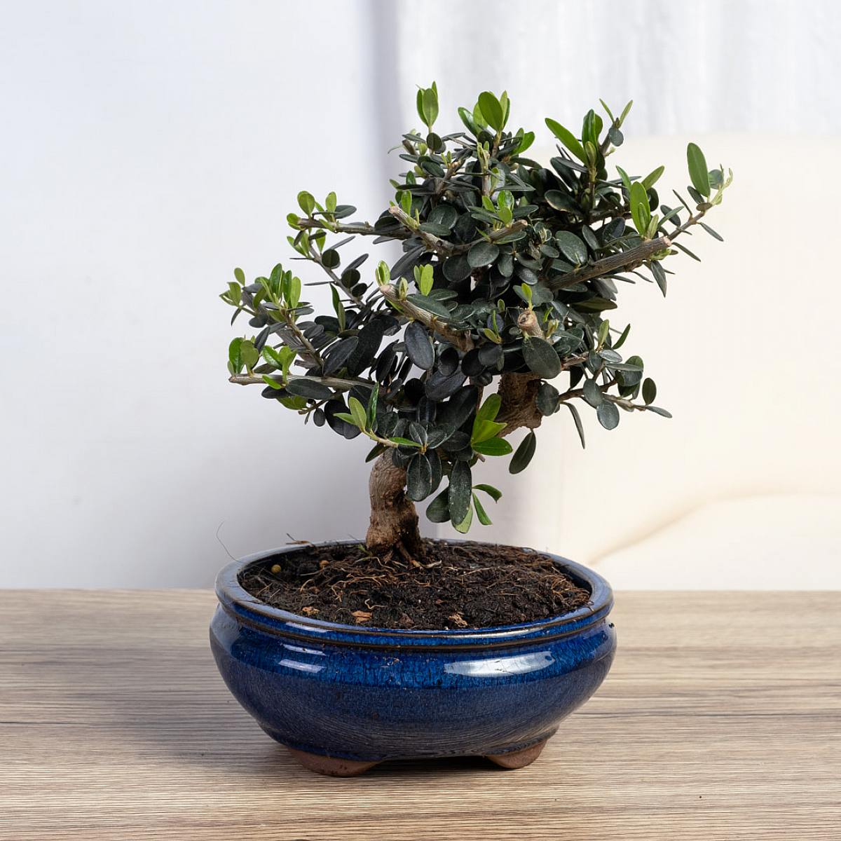Bonsai Olivo 7 år gammal picture 0