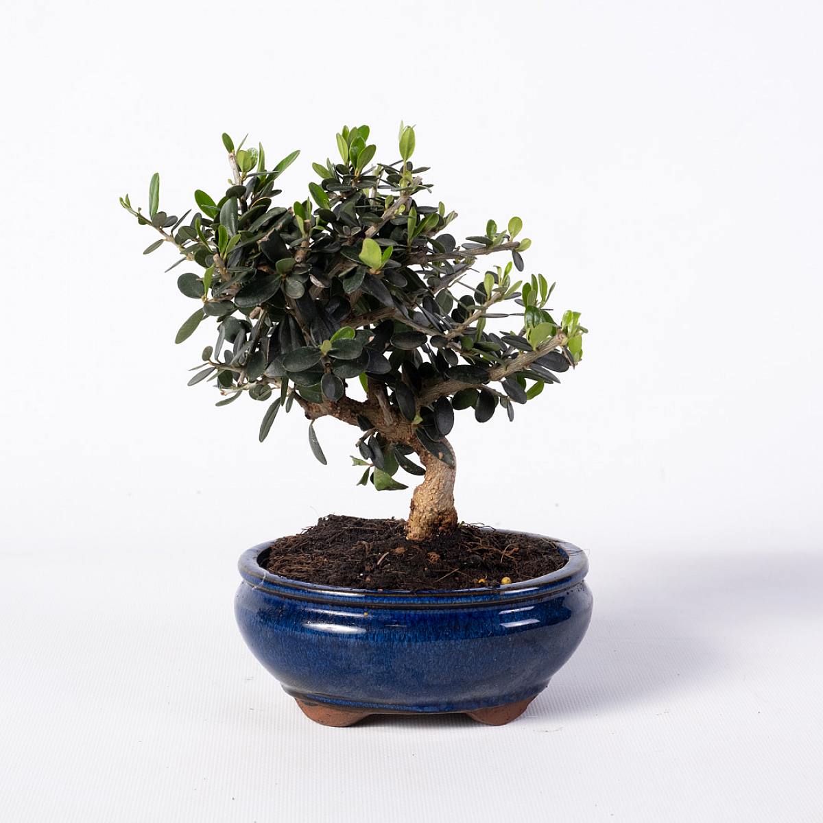 Bonsai Olivo 7 år gammal picture 1