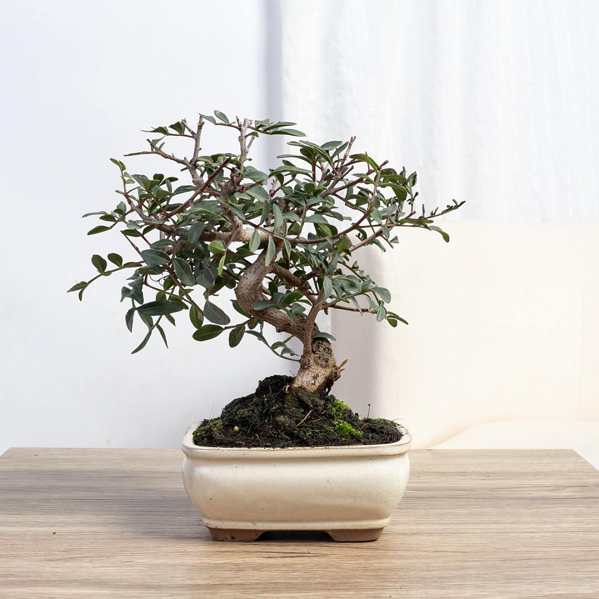 Bonsai 7 lat Pistacia lentiscus picture 3