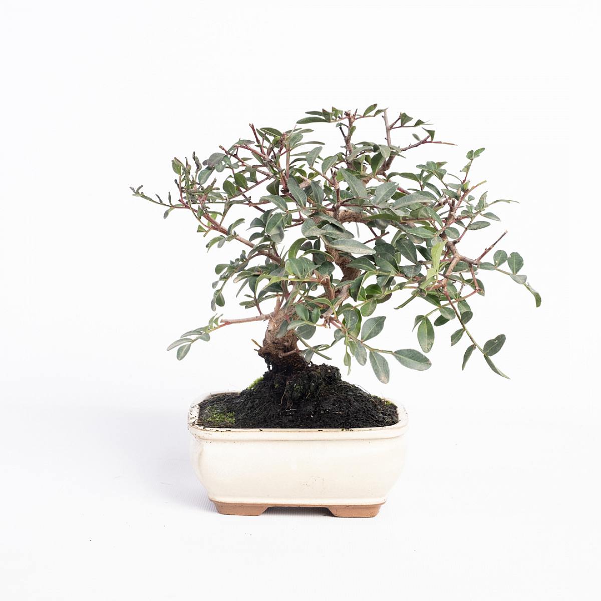 Bonsai 7 lat Pistacia lentiscus picture 4
