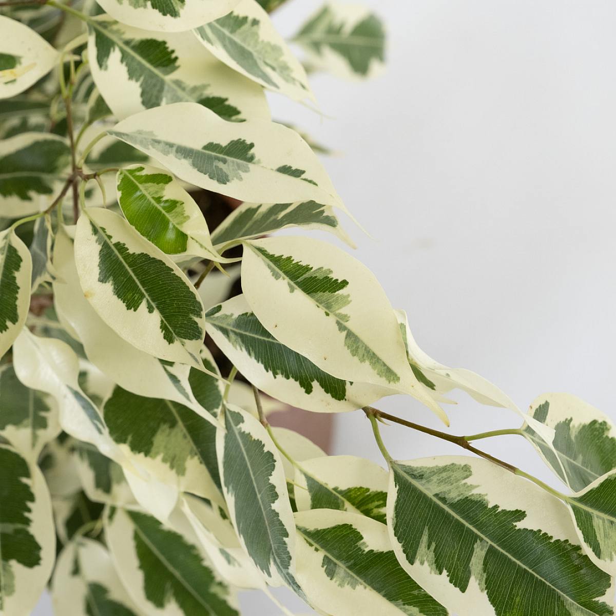 Ficus Benjamina picture 4