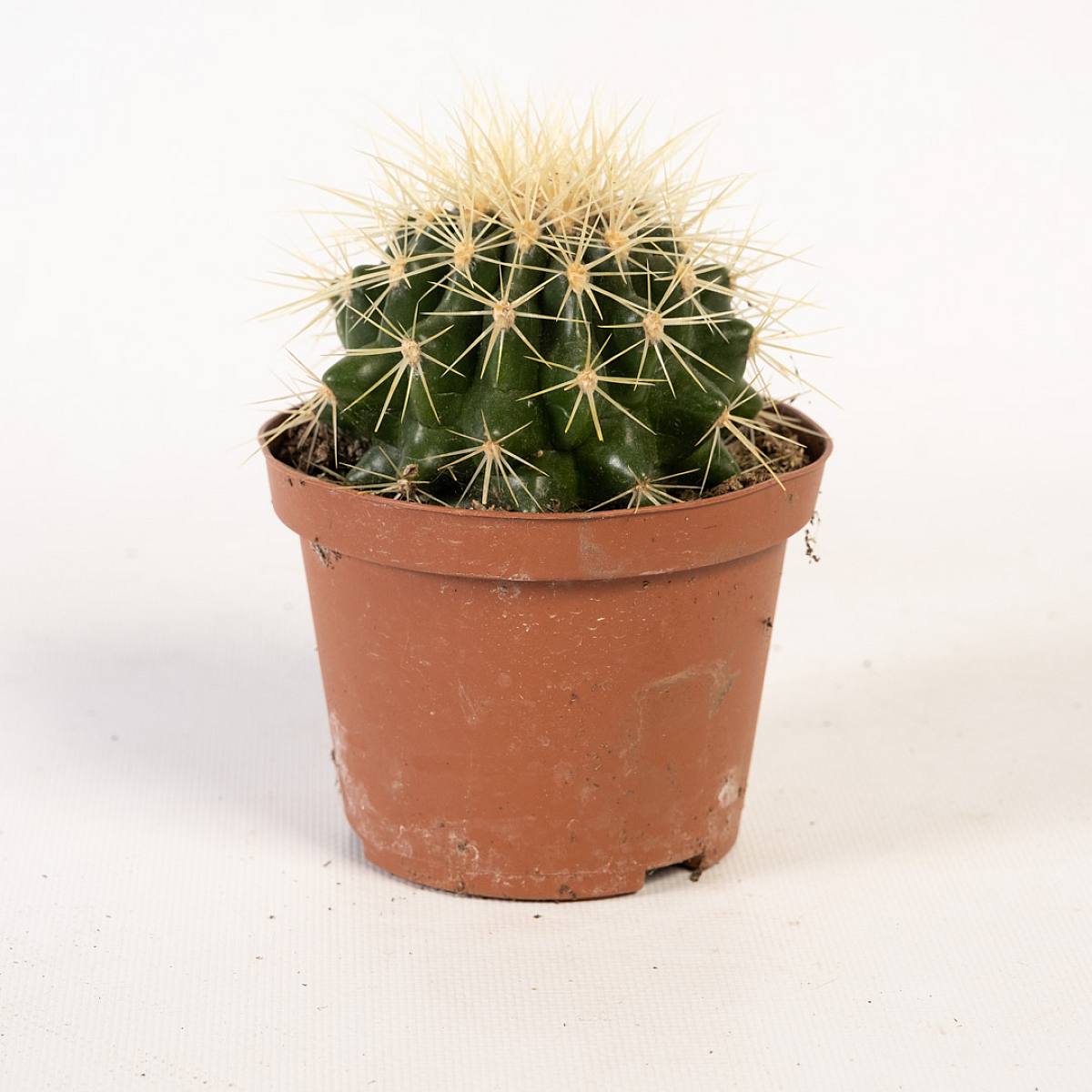 Cactus picture 0