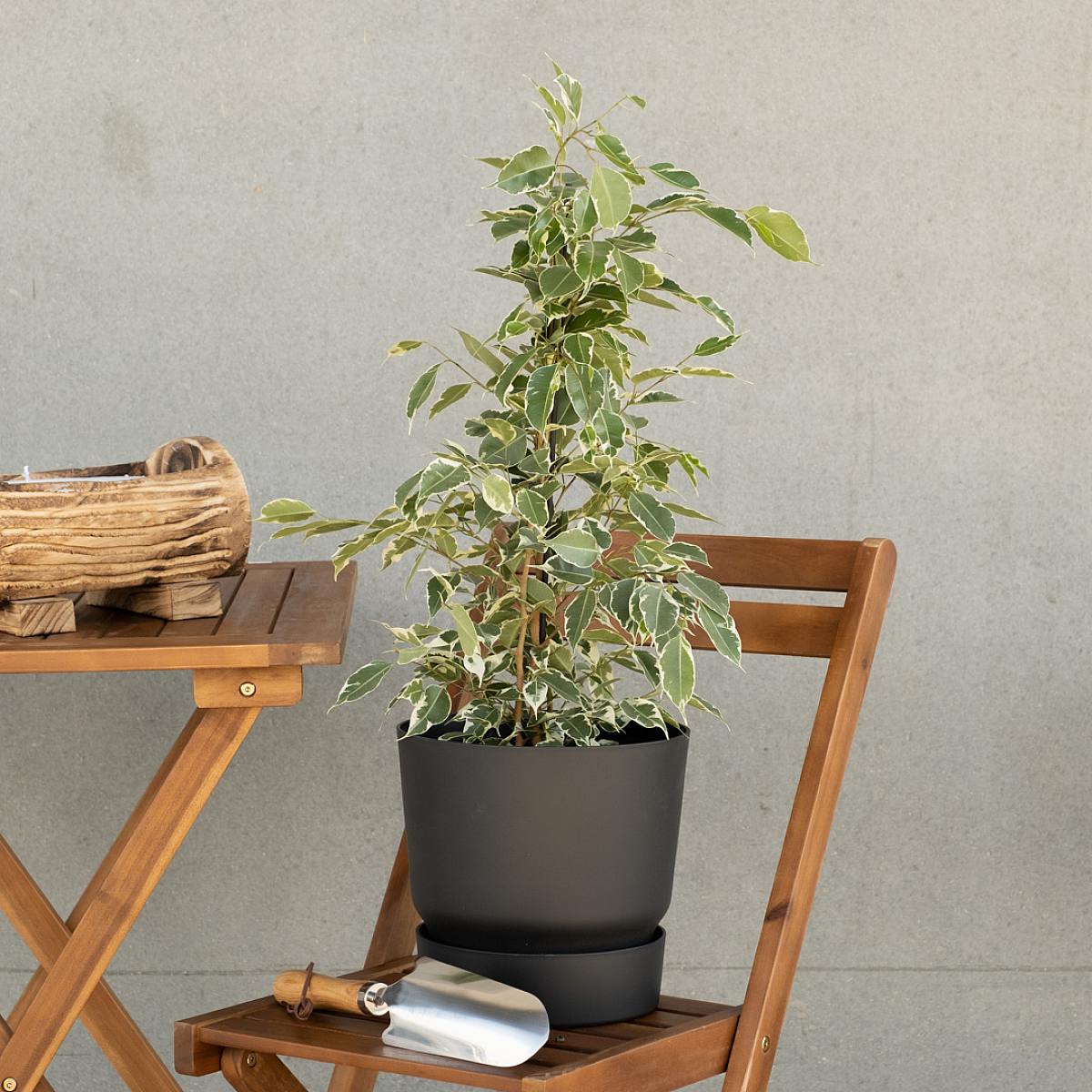 Ficus Benjamina picture 1