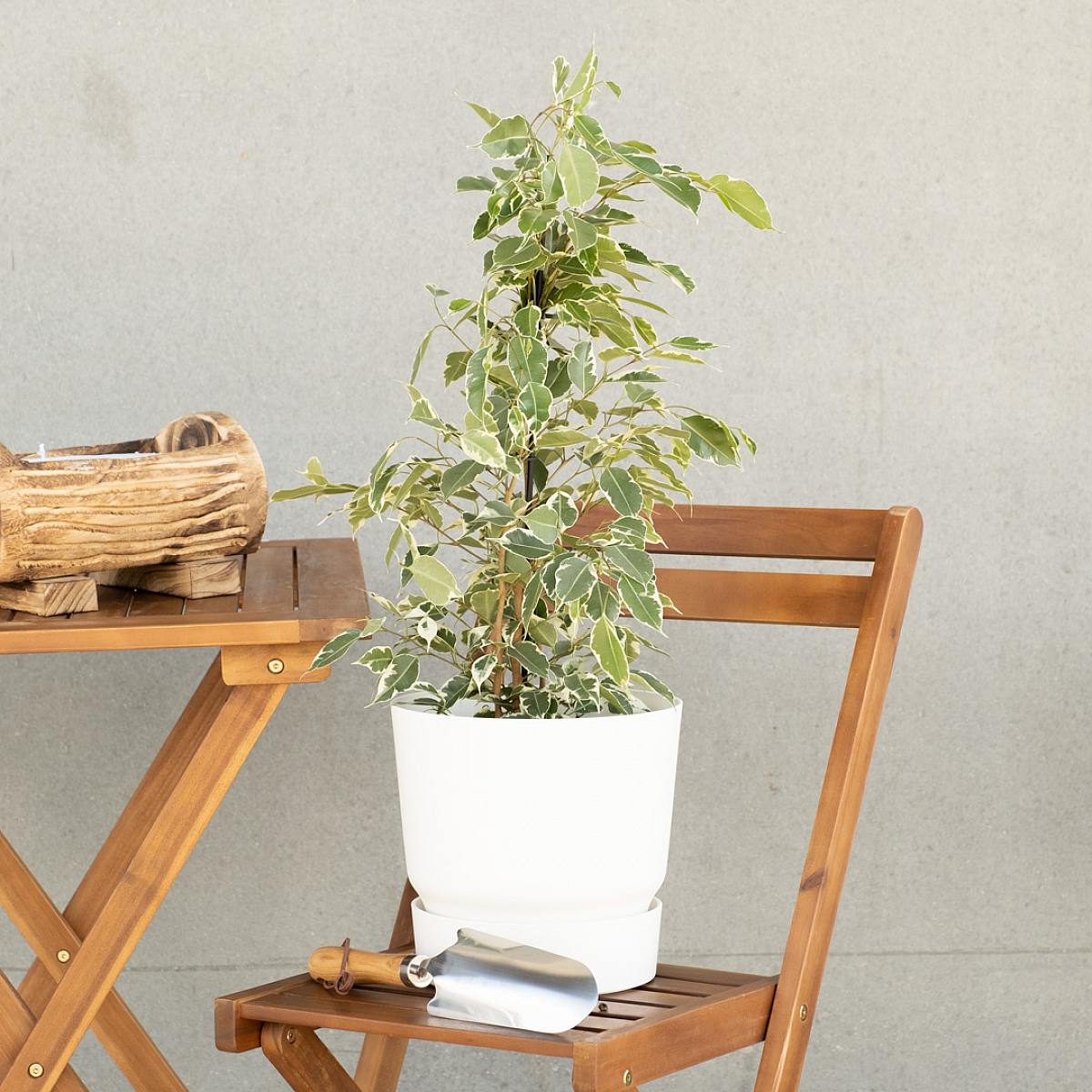 Ficus Benjamina picture 2