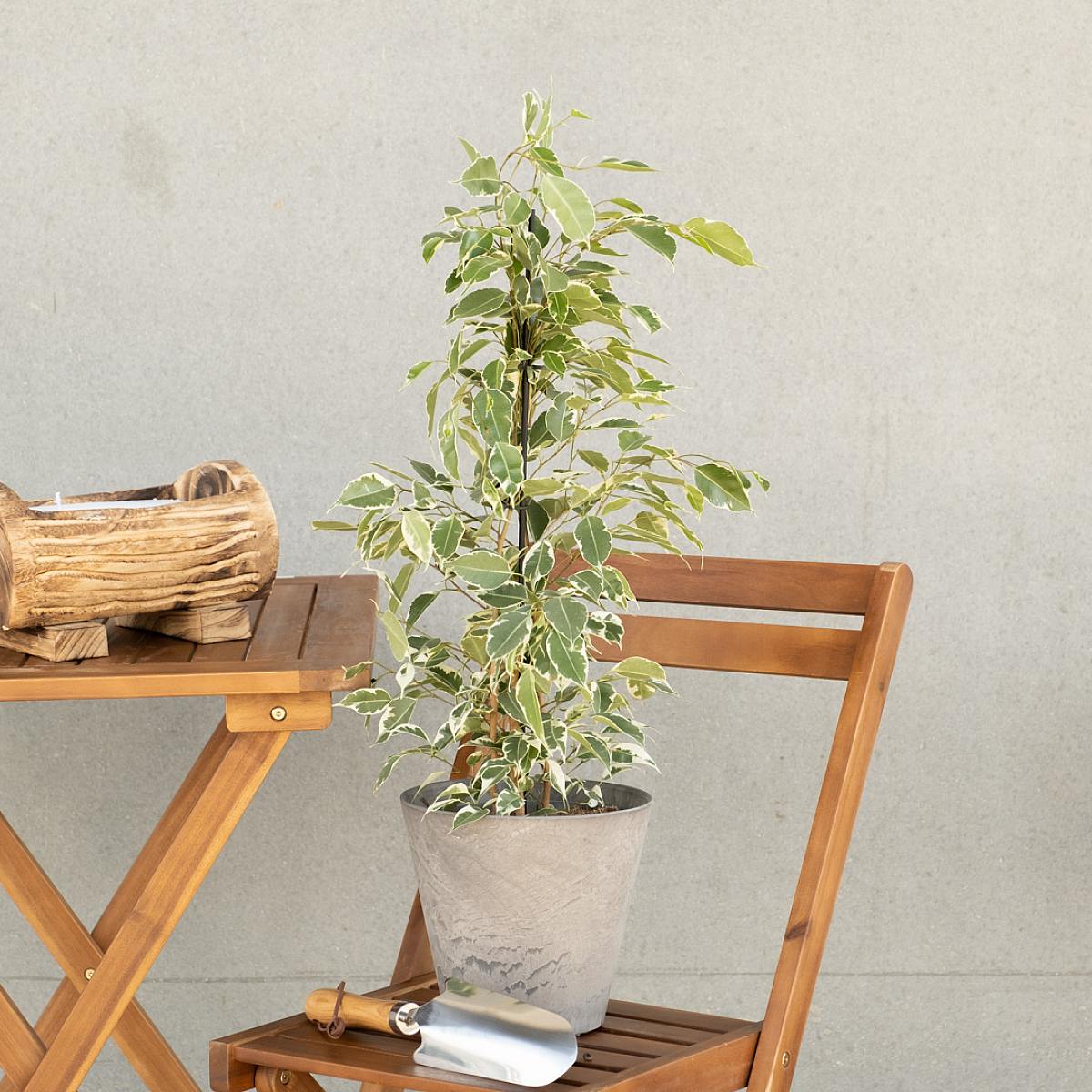 Ficus Benjamina picture 3