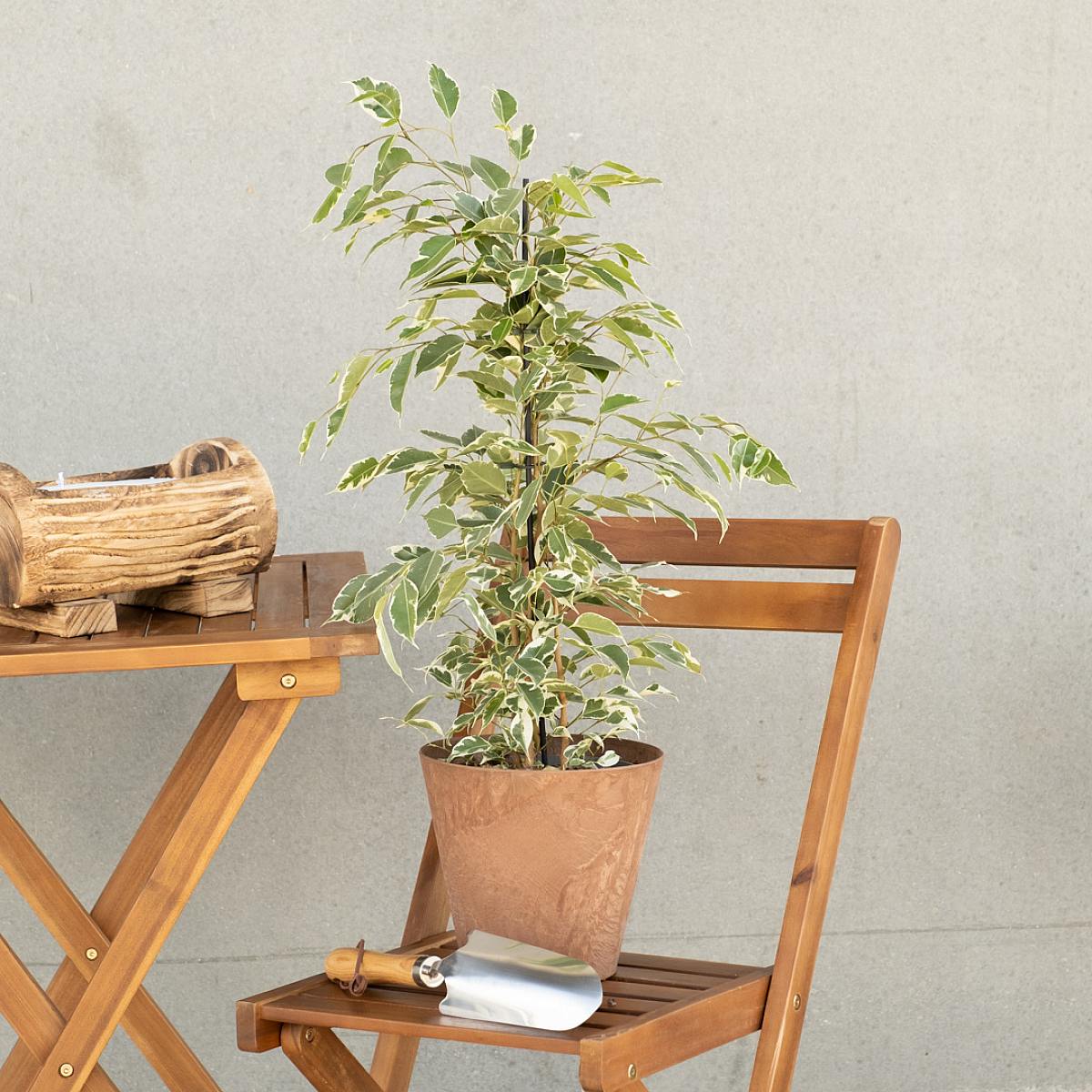 Ficus Benjamina picture 0