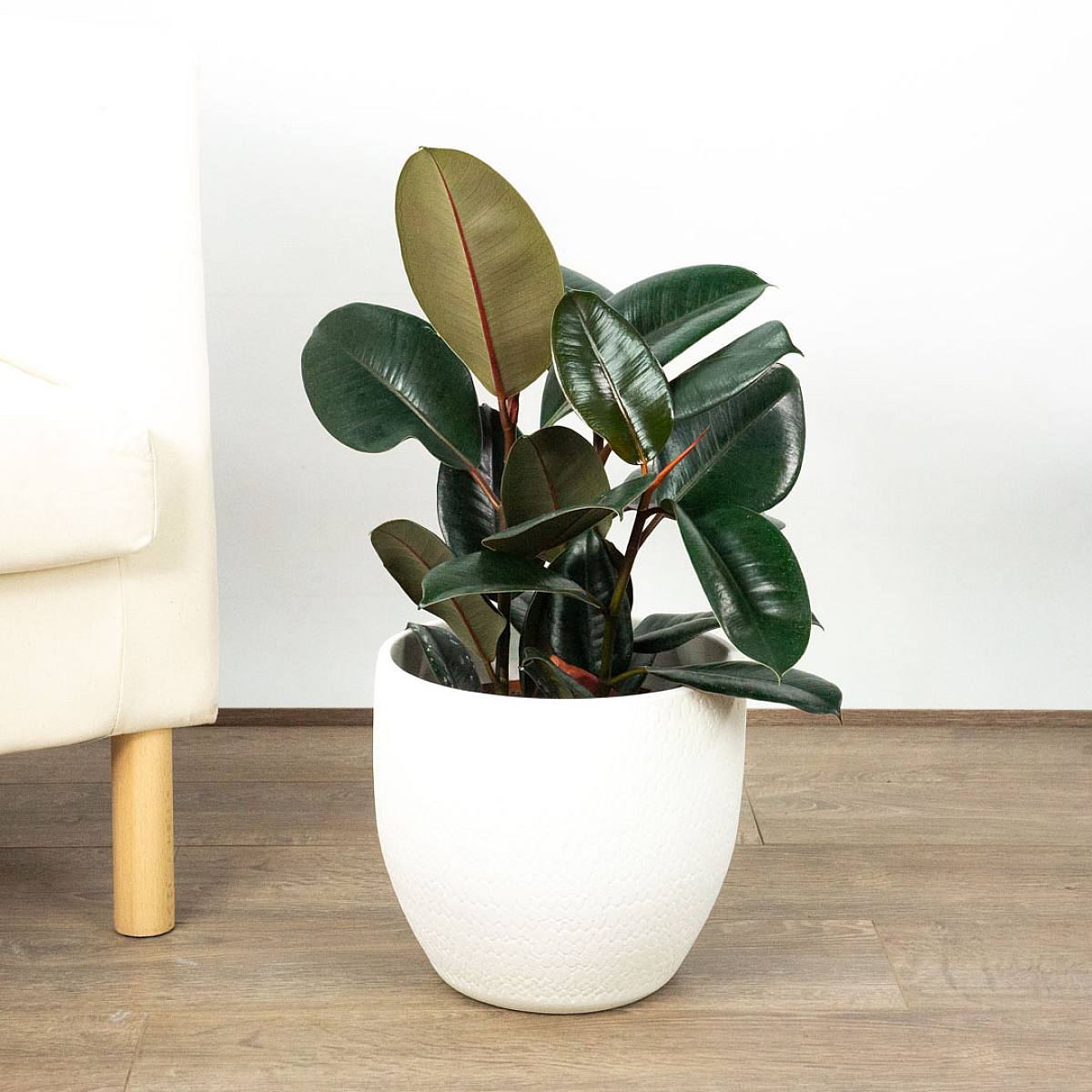 Ficus Robusta L picture 3