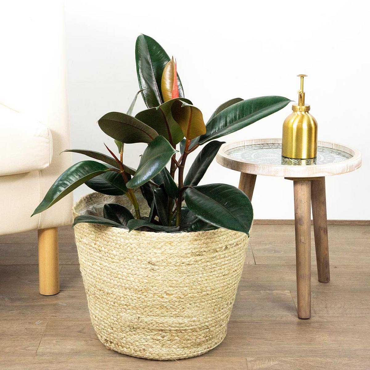 Ficus Robusta L picture 1
