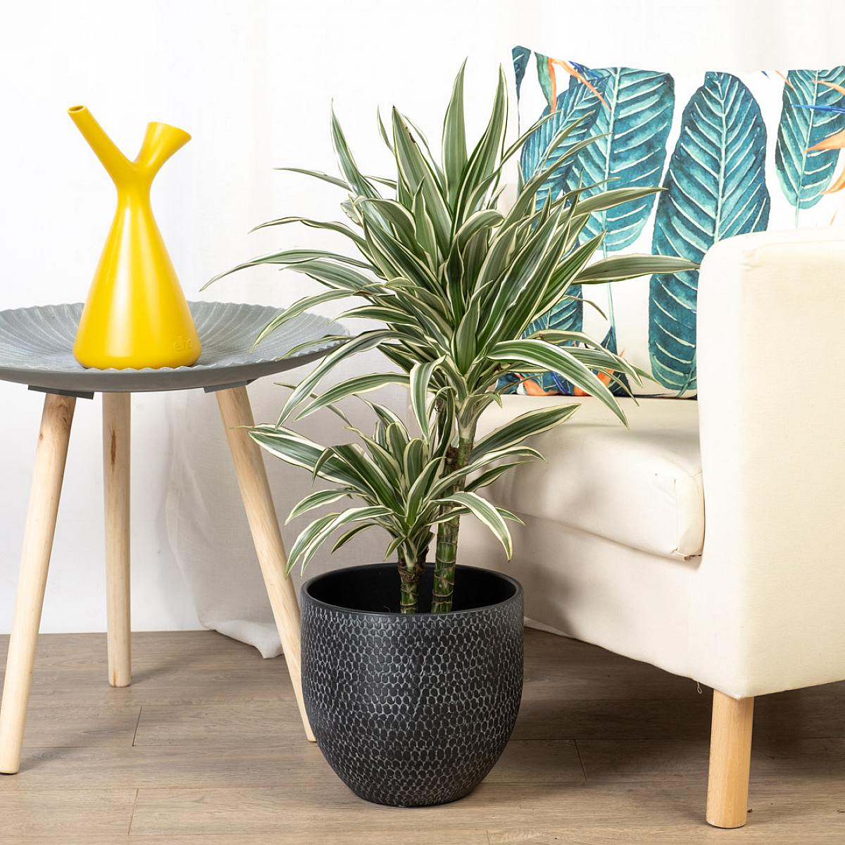 Dracena Warneckii picture 1