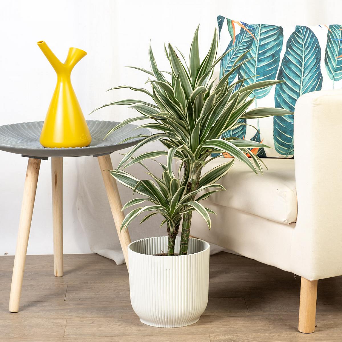 Dracena Warneckii picture 4