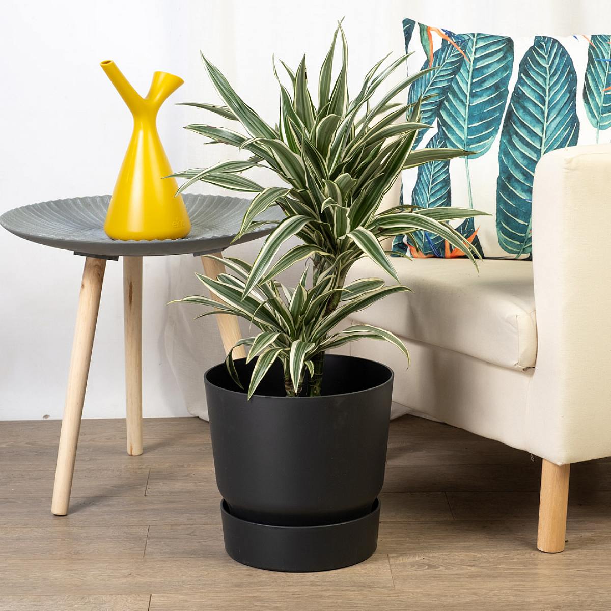 Dracena Warneckii picture 3