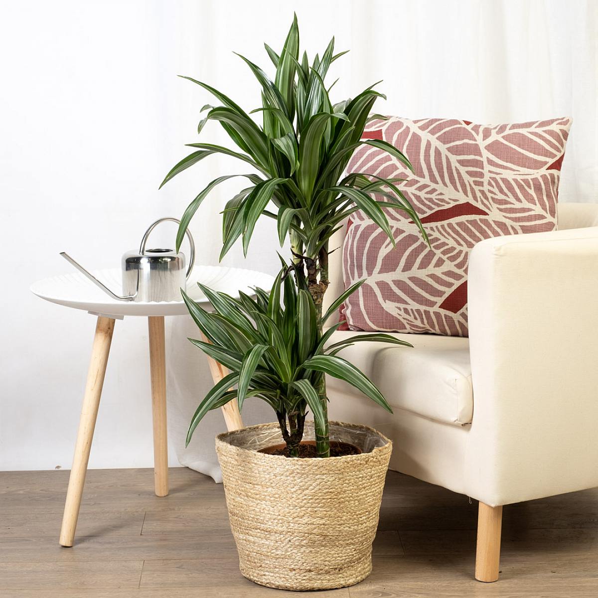 Dracaena Fragrans Deremensis picture 2