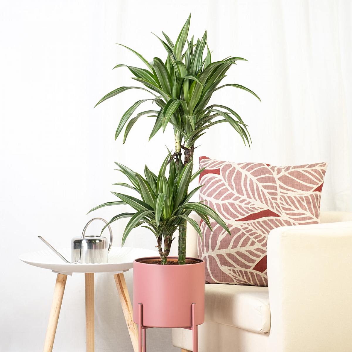 Dracaena Fragrans Deremensis picture 1