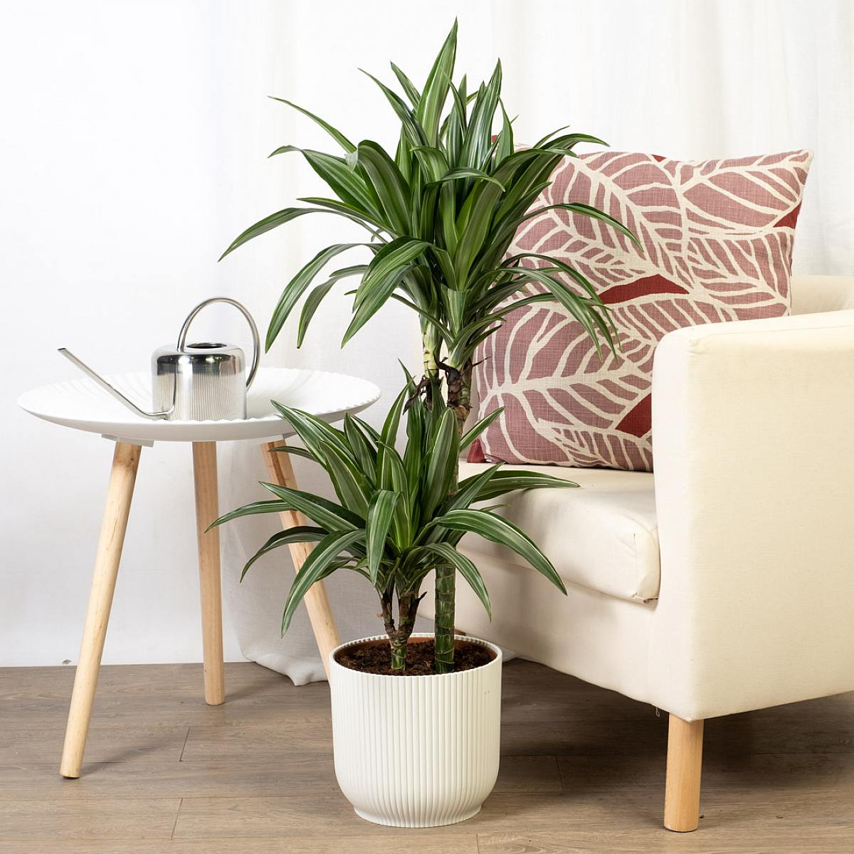 Dracaena Fragrans Deremensis picture 3