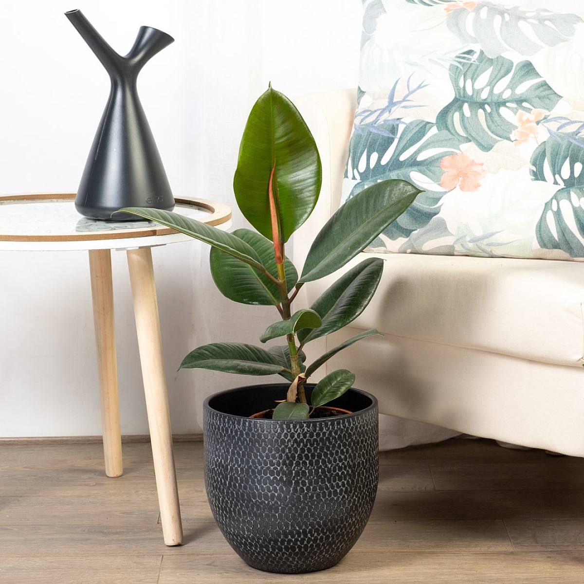 Ficus Robusta L picture 2