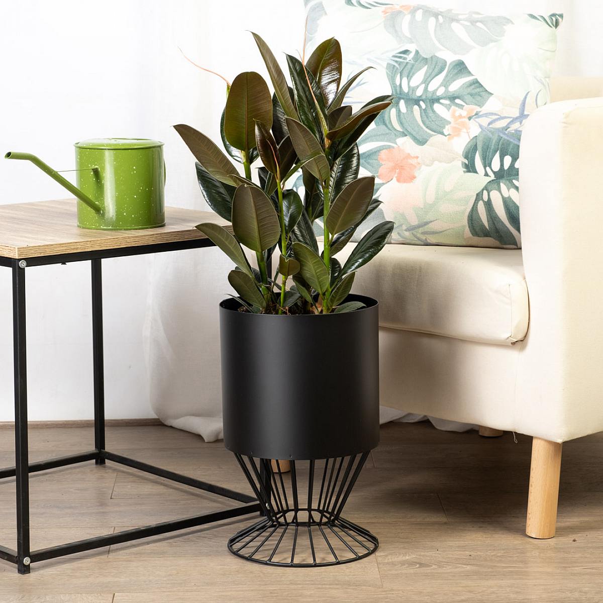 Ficus Elastica Melany picture 1