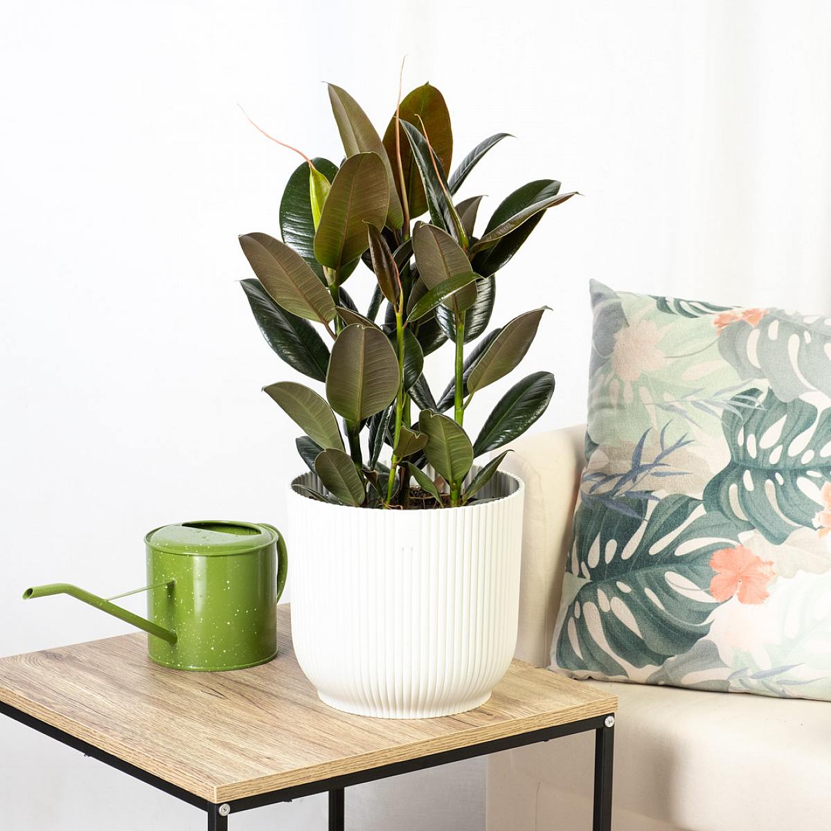 Ficus Elastica Melany picture 0