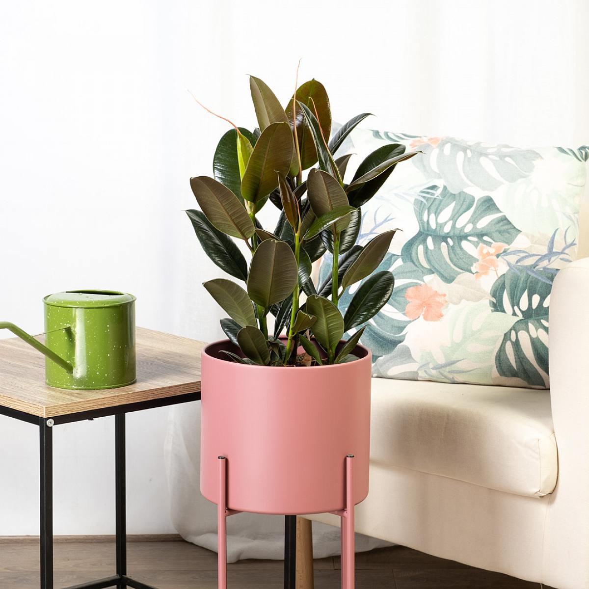 Ficus Elastica Melany picture 3