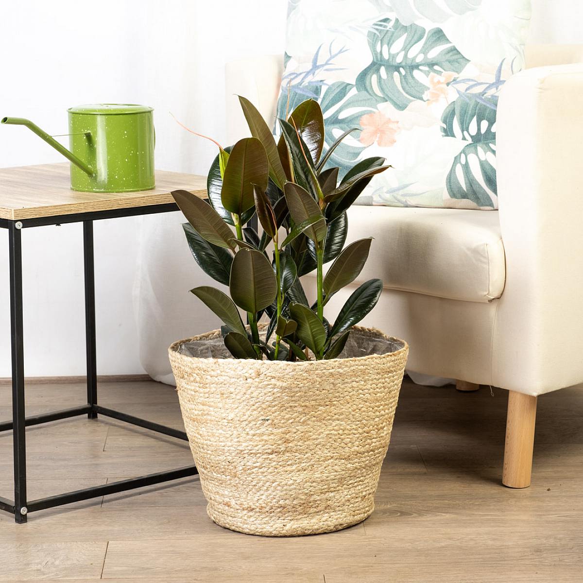 Ficus Elastica Melany picture 4