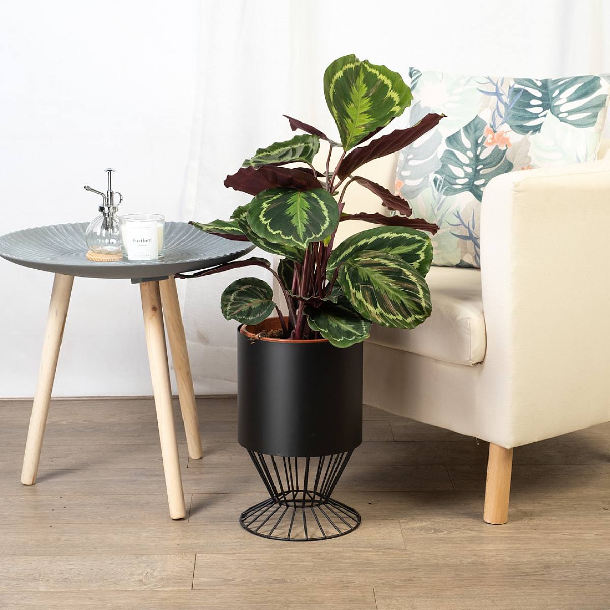 Calathea Prinsessan Jessie XL picture 2