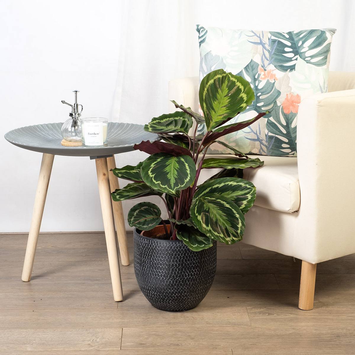 Calathea Prinsessan Jessie XL picture 4