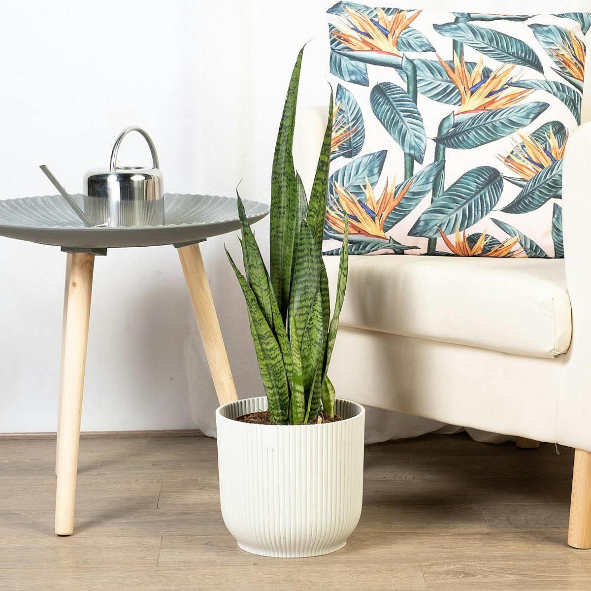 Sansevieria Zeylanica picture 1