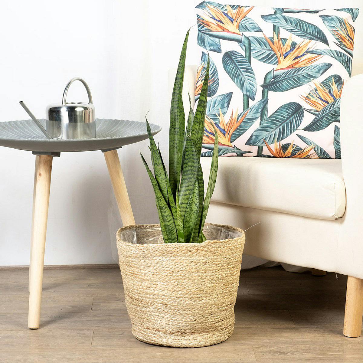 Sansevieria Zeylanica picture 3