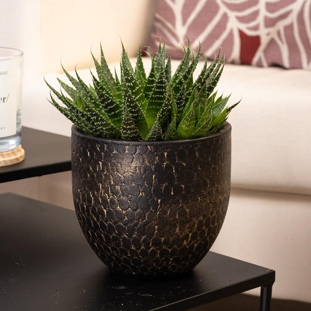 Aloe Aristata picture 0