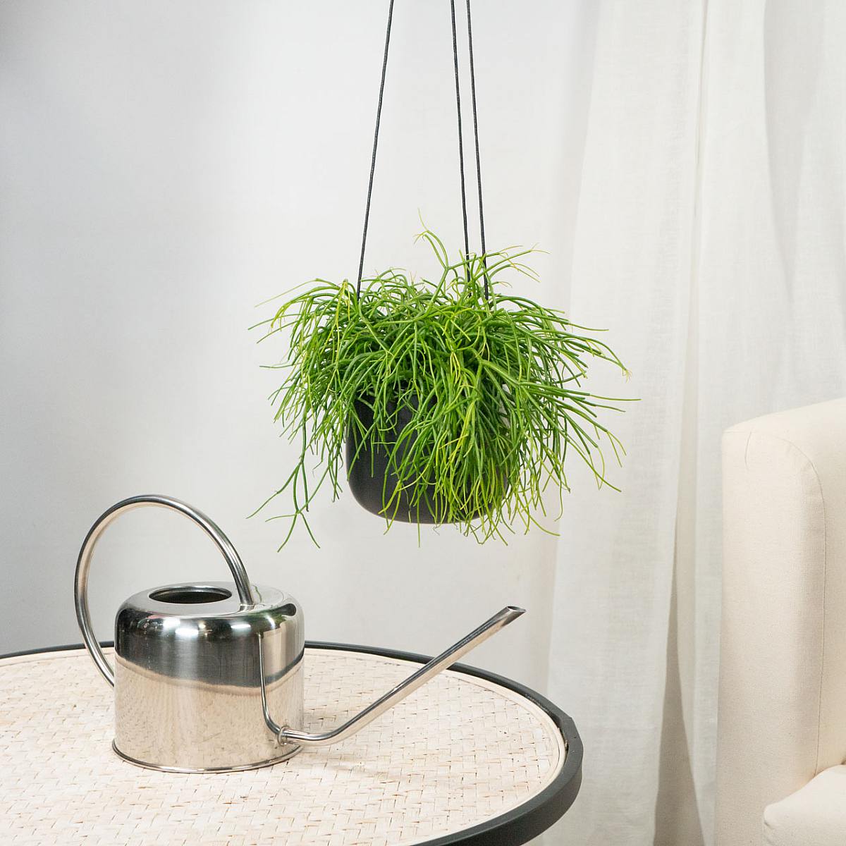 Rhipsalis Baccifera Cassutha picture 2