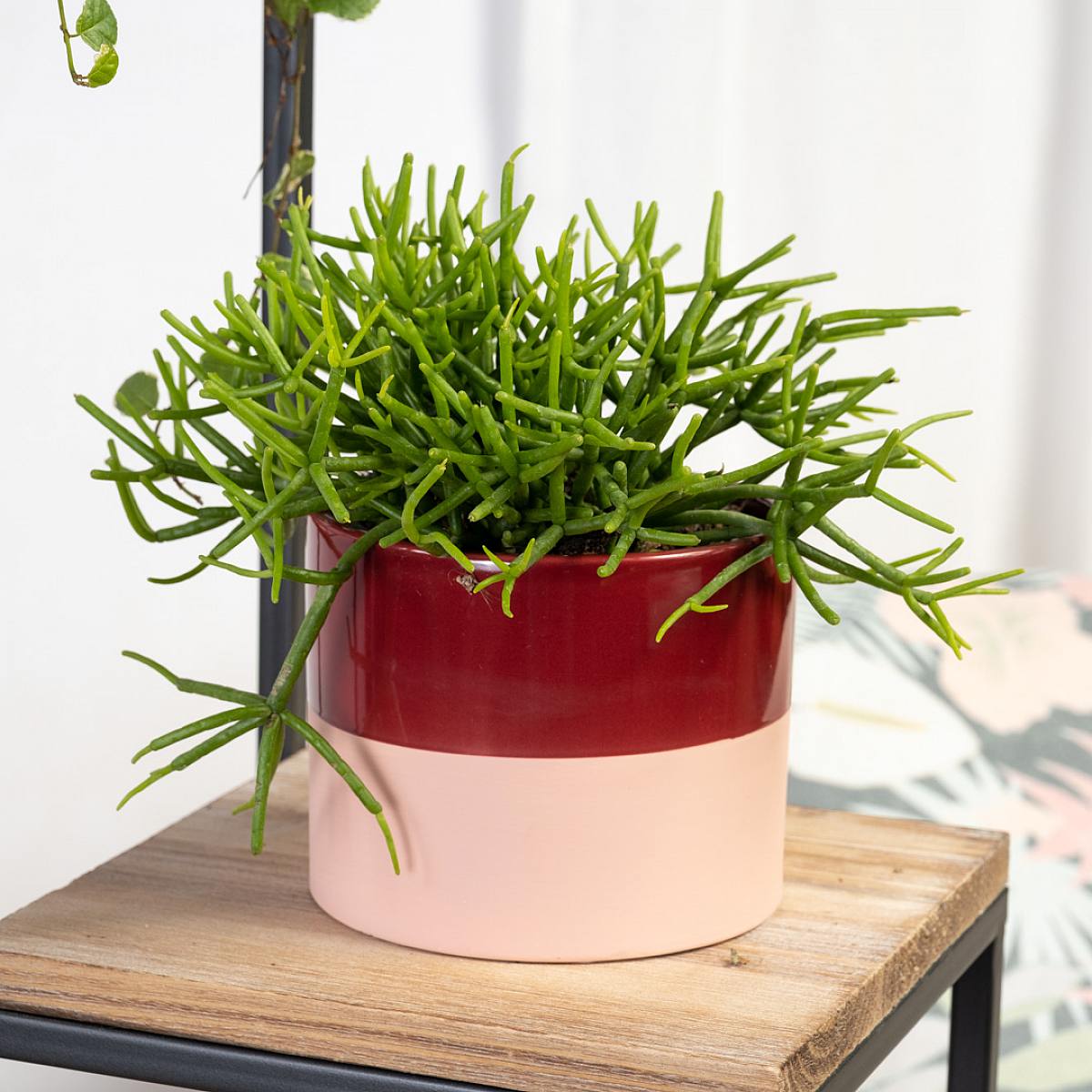 Rhipsalis Baccifera Cassutha picture 1