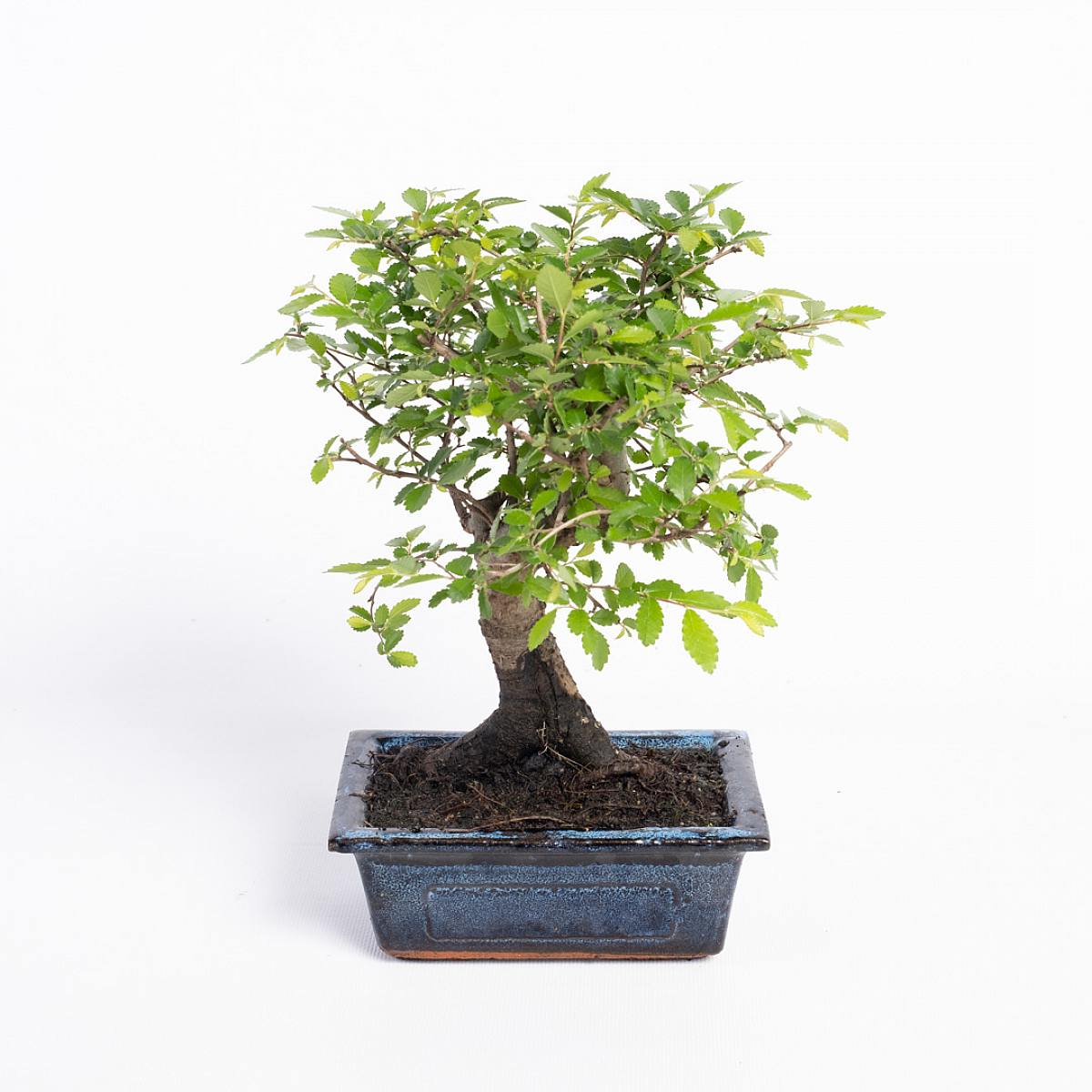 Bonsai Zelkova 5 jaar picture 1