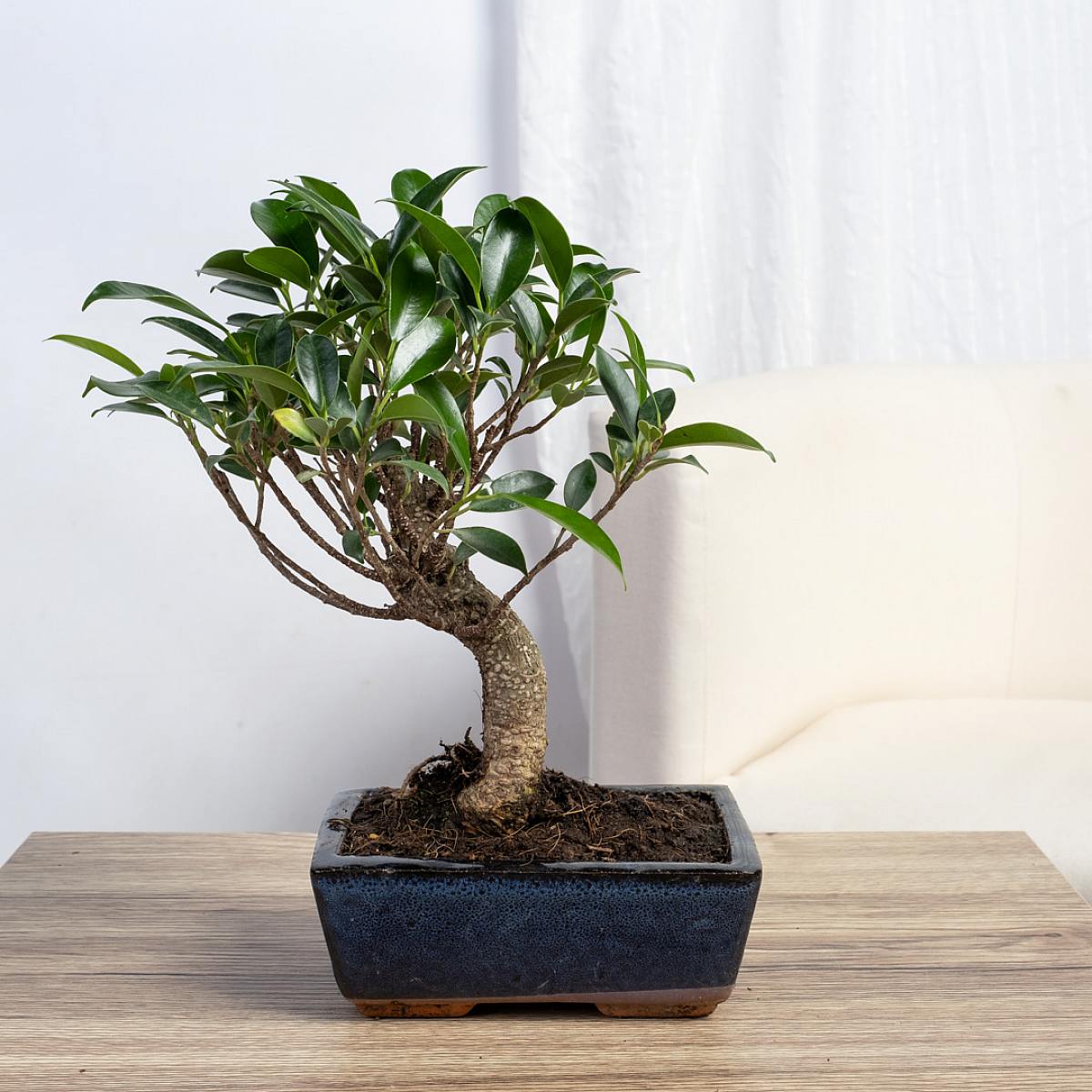 Bonsai Ficus retusa 5 jaar oud picture 1