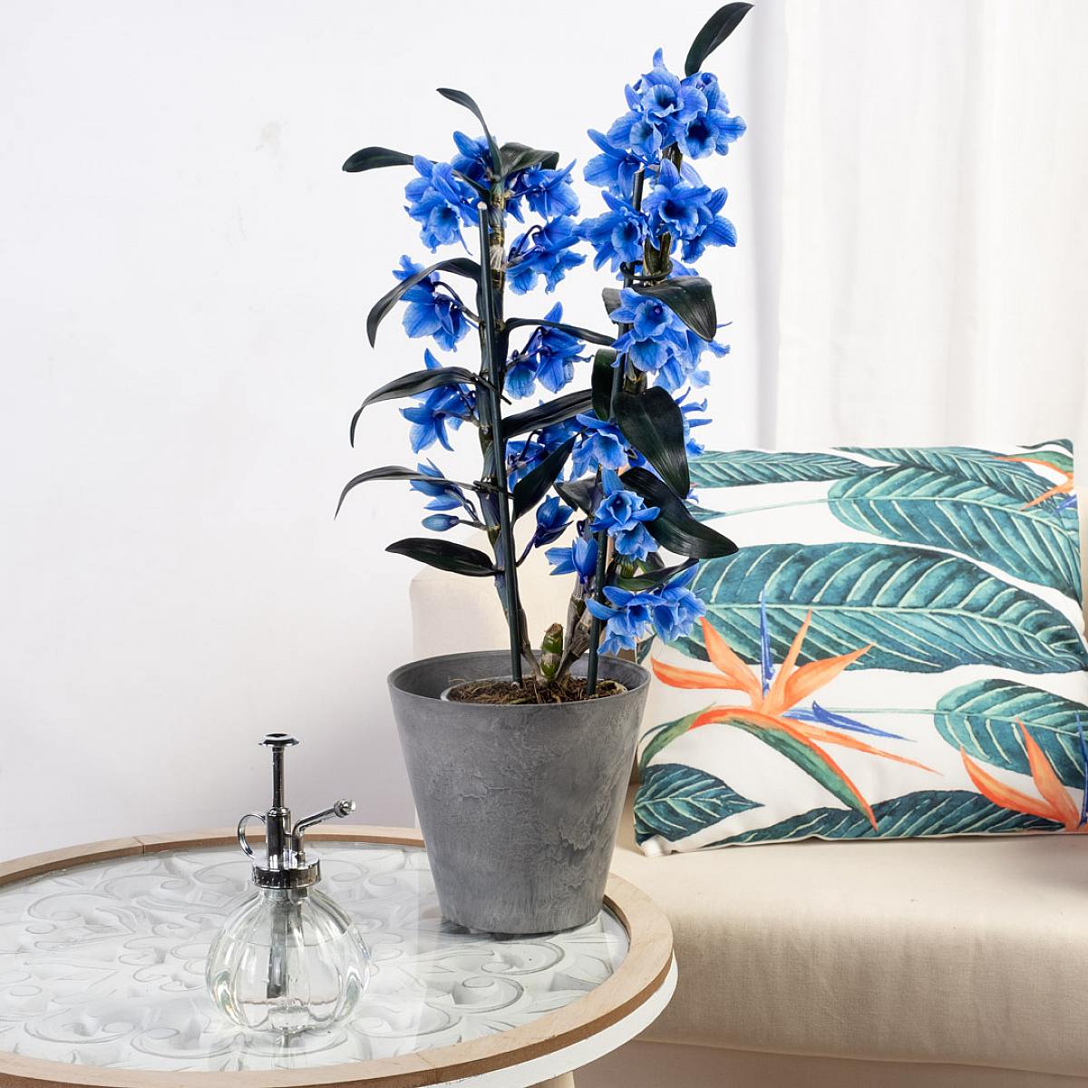 Orquídea Bamboo picture 2