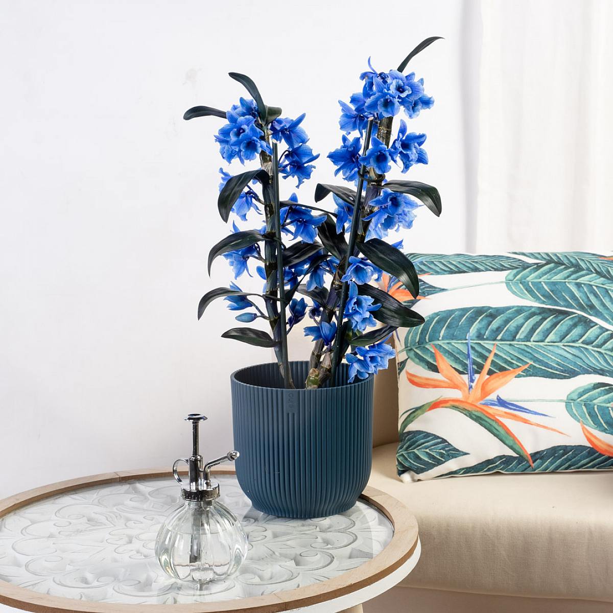 Orquídea Bamboo picture 3