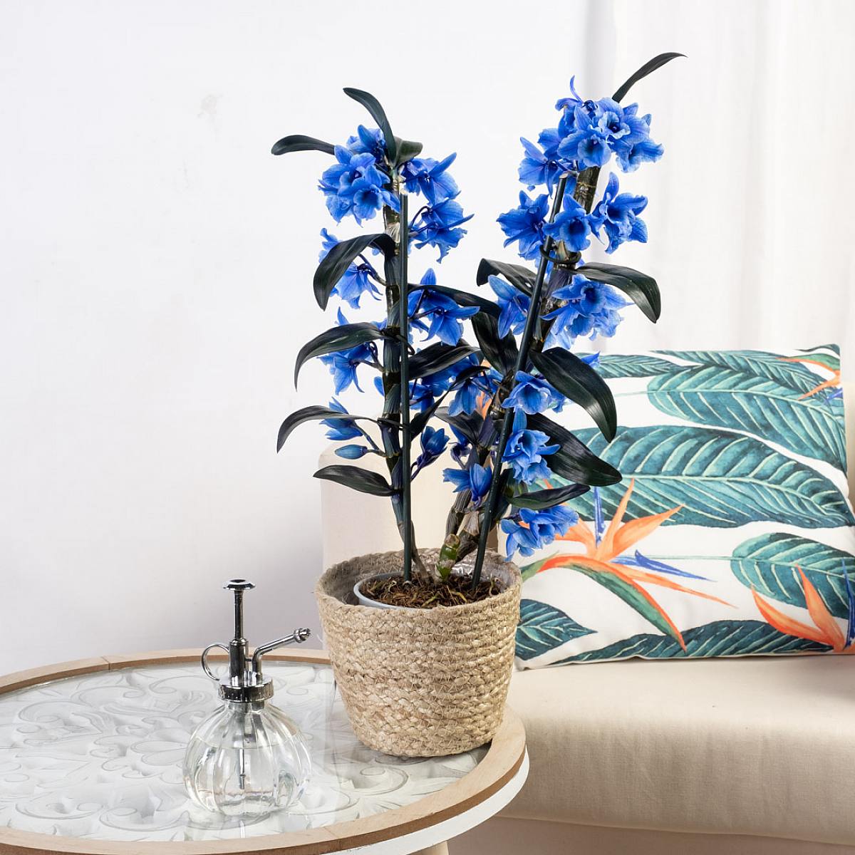 Orquídea Bamboo picture 4