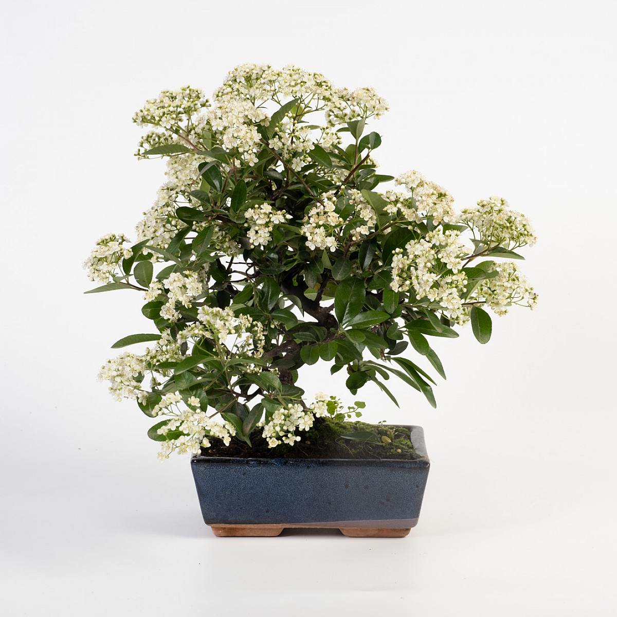 Bonsai 9 anni Pyracantha sp. ZP picture 4