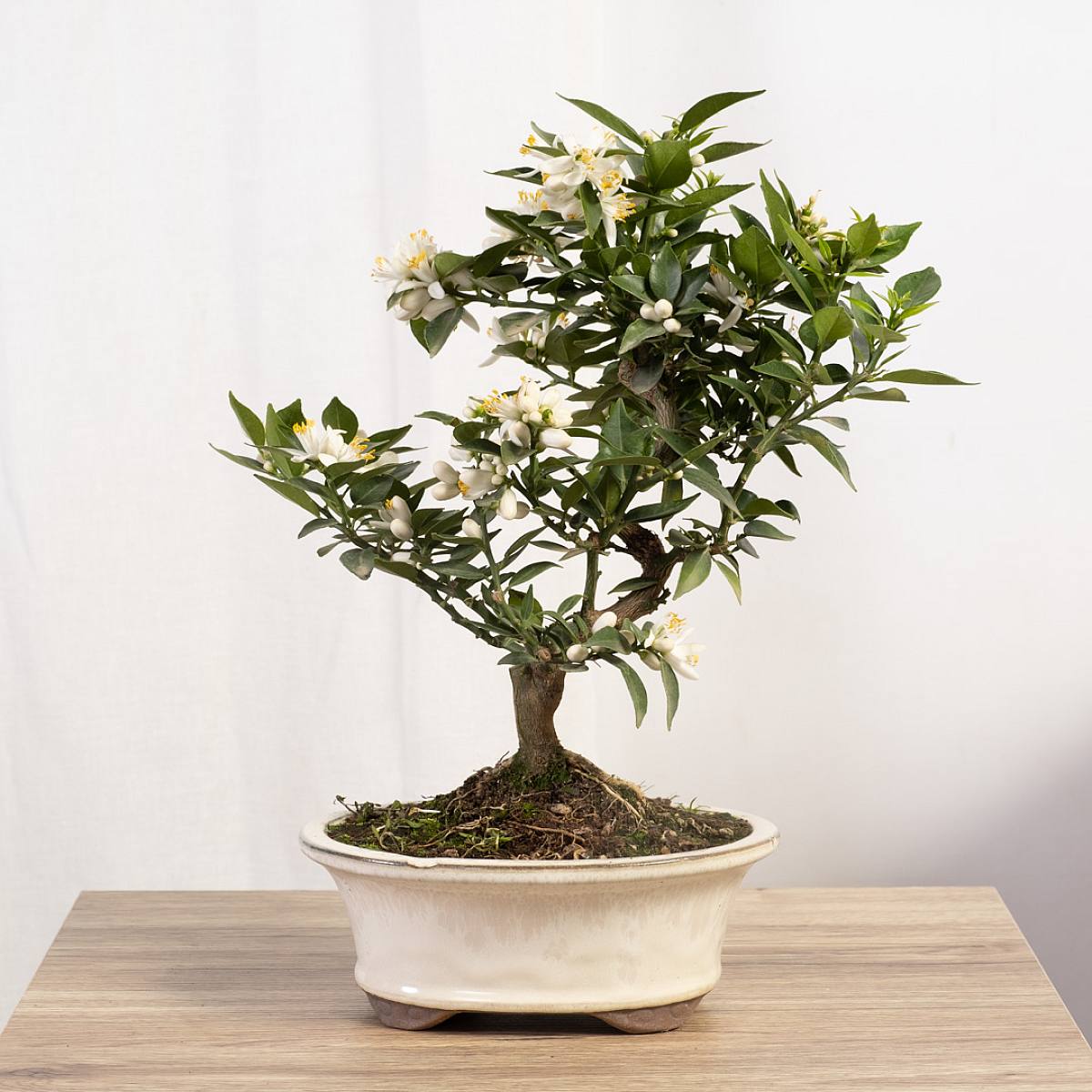 7 år gammal Bonsai Citrus myrtifolia picture 0