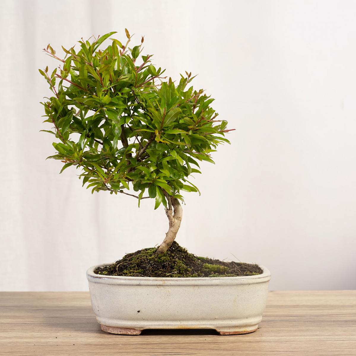 Bonsai Punica granatum picture 2