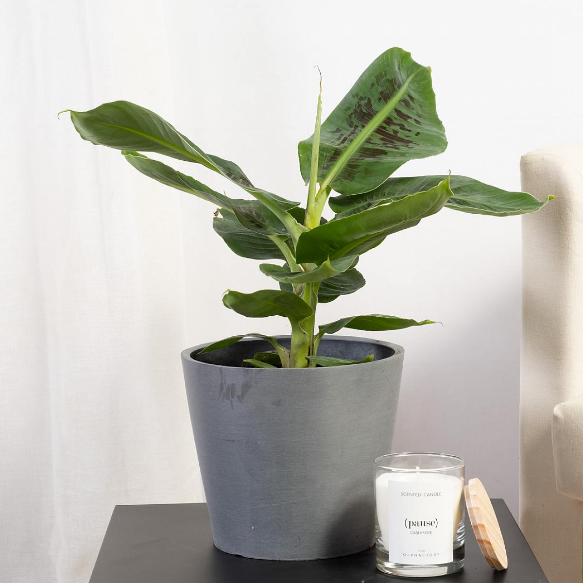 Banán Tropicana picture 1