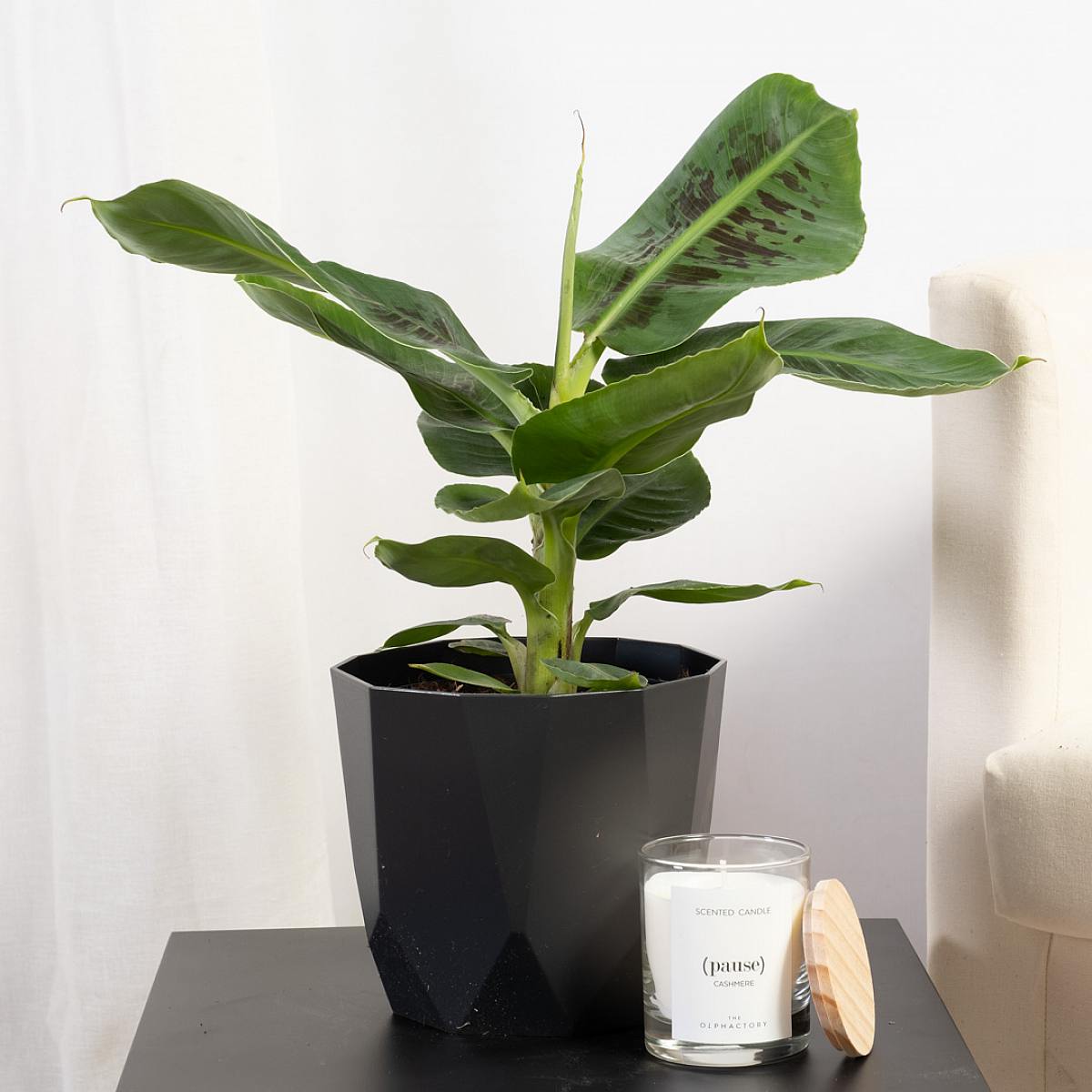 Banán Tropicana picture 2