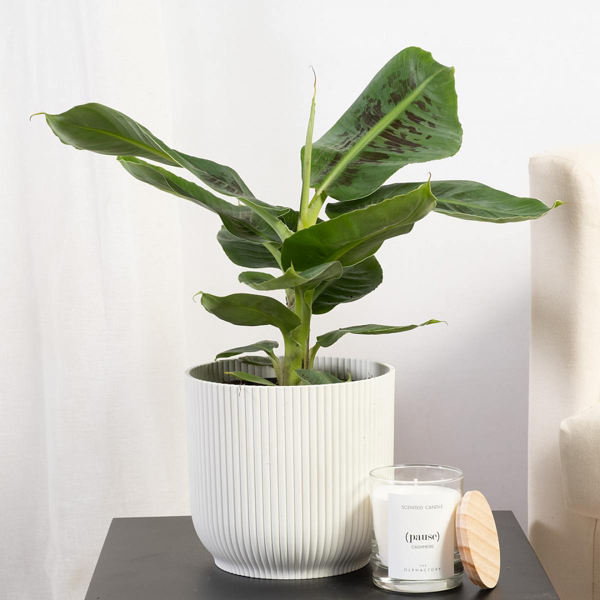 Banán Tropicana picture 3