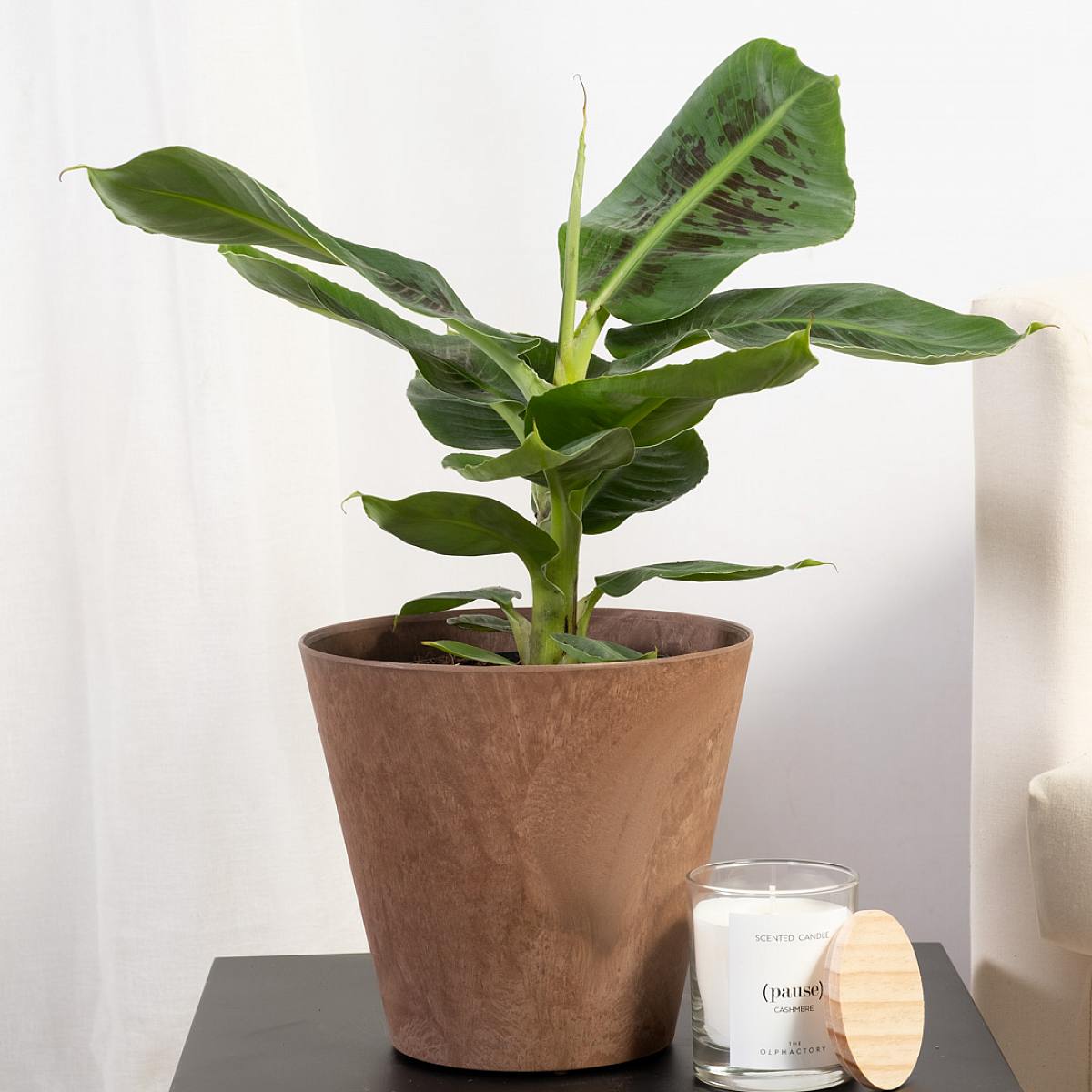 Banán Tropicana picture 4