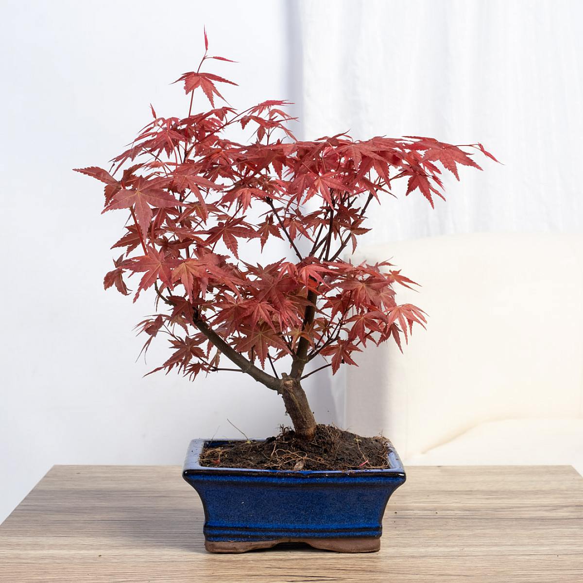 Bonsai 7 let Acer palmatum atropurpureum picture 0