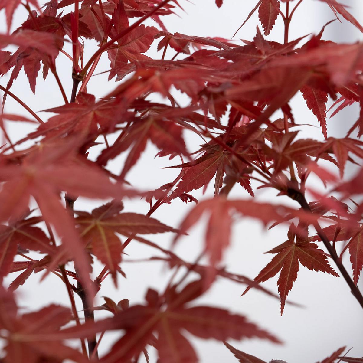 Bonsai 7 let Acer palmatum atropurpureum picture 2