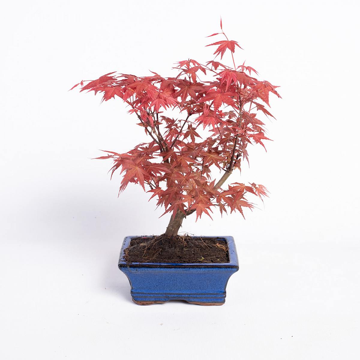 Bonsai 7 let Acer palmatum atropurpureum picture 1