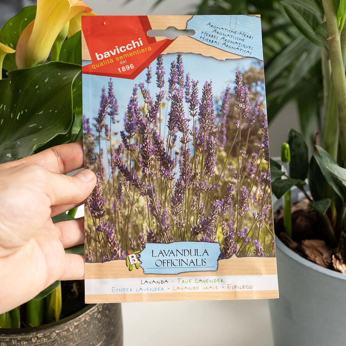 Lavendelfrø picture 1