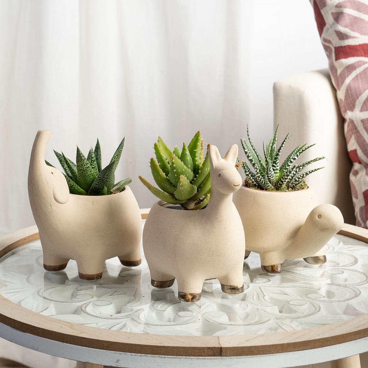 Safari Succulent Trio picture 1