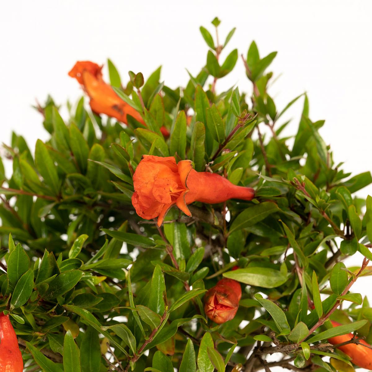 Bonsai Punica 7 let CP12 picture 2