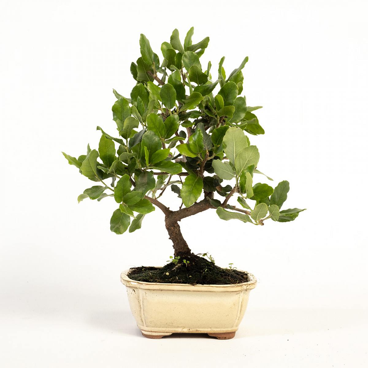 Bonsai Quercus 7 lat CP12 picture 1