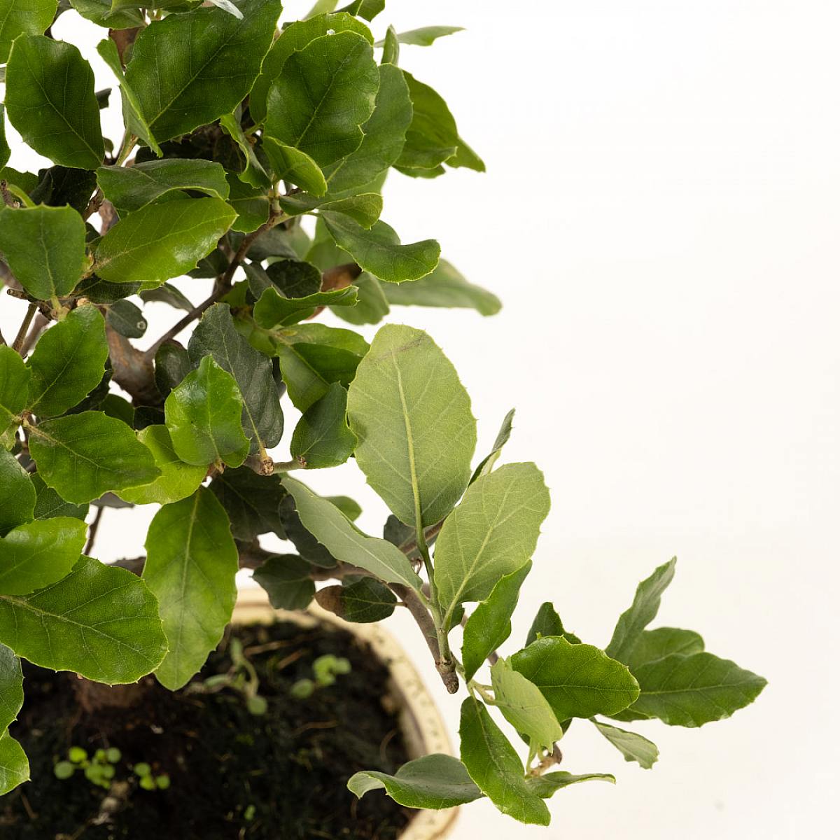 Bonsai Quercus 7 lat CP12 picture 2